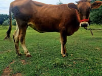 Vaca, Raza Alatau — foto 3