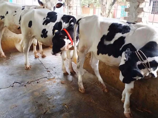 Kuh, Holstein-Rasse