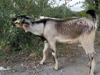 Ziegenbock, Beetal goats — Foto 4