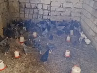 Chickens — 4-сурет