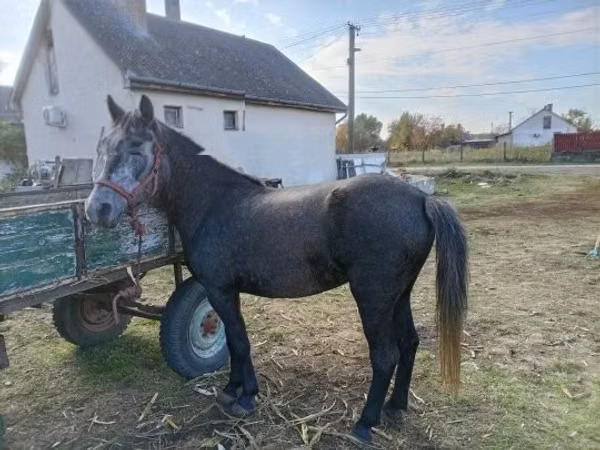 Mare, Horses