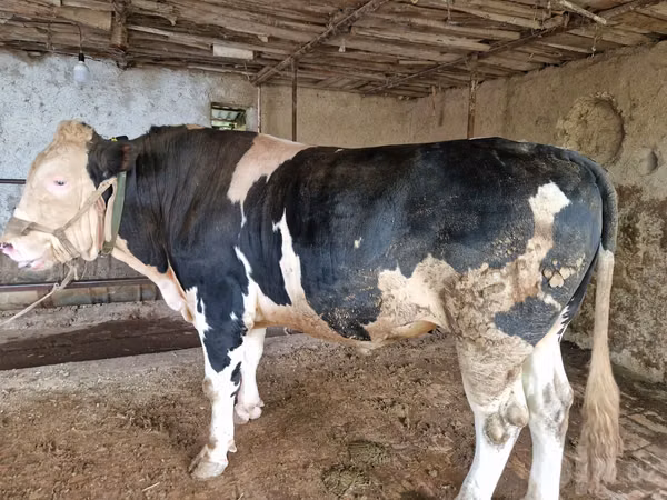 Bulle, Simmental cattle