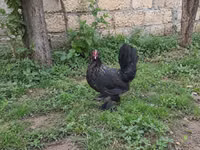 Chickens — الصورة 6