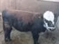 Toro, Vaca kazaja de cabeza blanca — foto 6