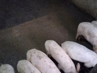 Eber, Schweine — Foto 3
