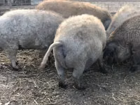 Schweine (Partie, Geschlecht nicht angegeben) — Foto 1