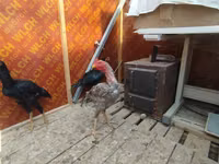 Chickens — फ़ोटो 6