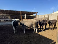 Toro, Ganado vacuno — foto 2