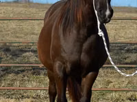 母马, Quarter Horse — 照片 4
