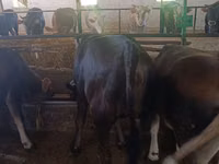 Cow, Alatau breed — photo 6