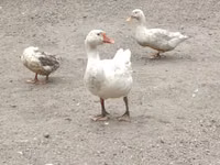 Geese — Foto 1