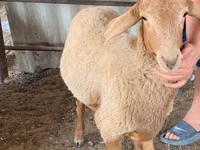 Ovejas (lote, sexo no especificado), Blackheaded Persian sheep — foto 2