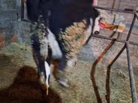 Kuh, Russian Black pied cattle — Foto 2