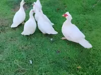 Ducks — Foto 2