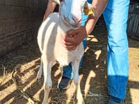 Widder, Dorper sheep — Foto 2