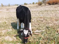 بقرة, Russian Black pied cattle — الصورة 1