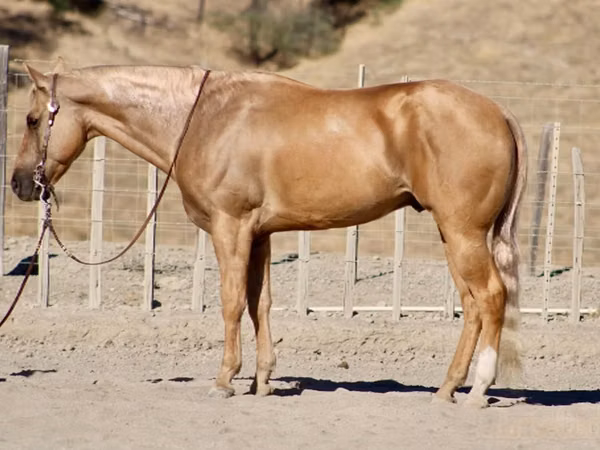 Hengst, Quarter Horse