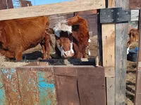 गाय, Latvian Blue cattle — फ़ोटो 3