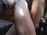 Eber, Schweine — Foto 1