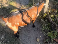 Echki, Alpine goat — 3-rasm
