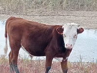 Бұқа, Simmental cattle — 6-сурет