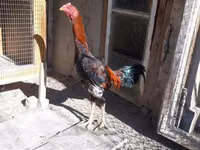 Chickens — Foto 2