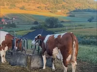 Toro, Ganado vacuno — foto 2