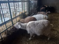 Ziege, Alpine goat — Foto 2