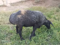 Ovejas (lote, sexo no especificado), Ovejas — foto 3