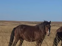 فرس, Kazakh horse — الصورة 1