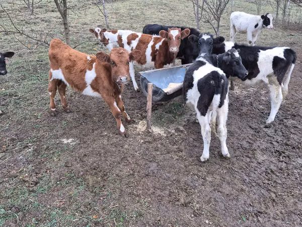公牛, Simmental cattle