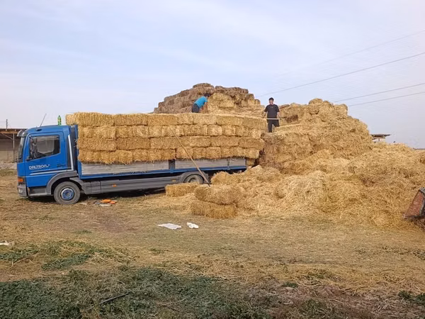 Солома в тюках - Прессованные тюки прямоугольной формы, удобны для