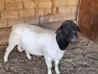 Қошқар, Dorper sheep — 3-сурет
