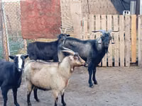 تيس, الماعز — الصورة 2