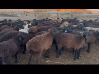 Widder, Hissar sheep — Foto 4