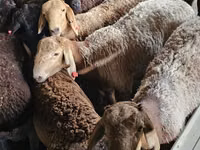 Ziegenbock, Boer goat — Foto 1