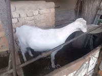 Ziege, Russian White goat — Foto 3