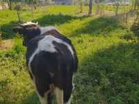 Vaca, Ganado vacuno — foto 1
