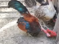 Chickens — Foto 5