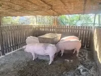 Säue, Schweine — Foto 2