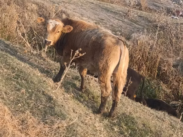 Бұқа, Ірі қара