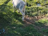 Ziege, Saanen goat — Foto 1