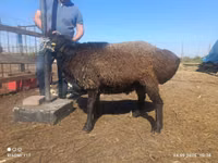 Ram, Edilbay sheep — photo 3