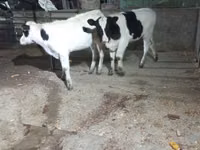 Kuh, Russian Black pied cattle — Foto 3