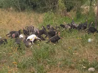 Turkeys — Foto 4