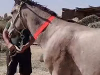 公马, Horses — 照片 1