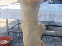 Widder, Schafe — Foto 5