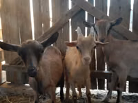 عنزة, Saanen goat — الصورة 3
