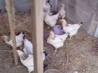 Chickens — Foto 1