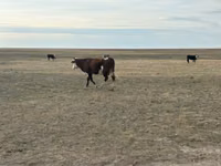 Kuh, Simmental cattle — Foto 2